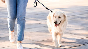 Choosing the Perfect Leash for Safe Walks