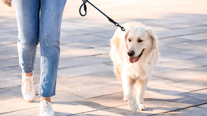 Choosing the Perfect Leash for Safe Walks