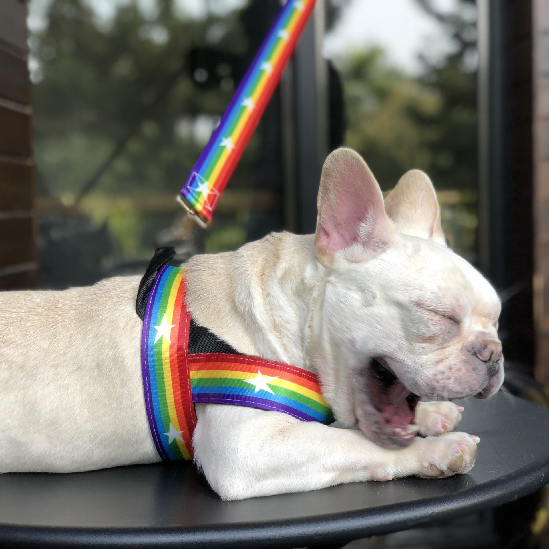 Rainbow Cool Pet Chain Leash