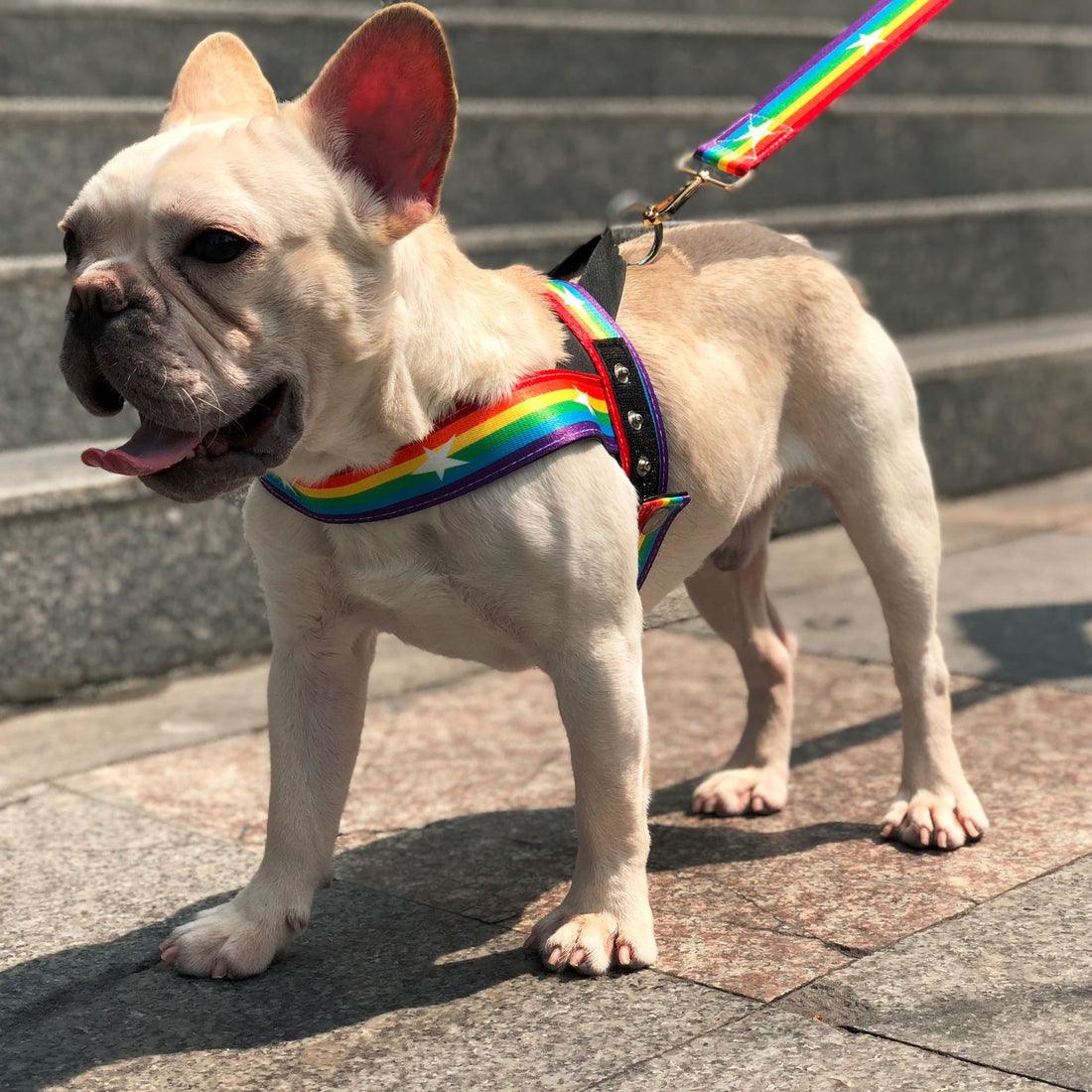 Rainbow Cool Pet Chain Leash