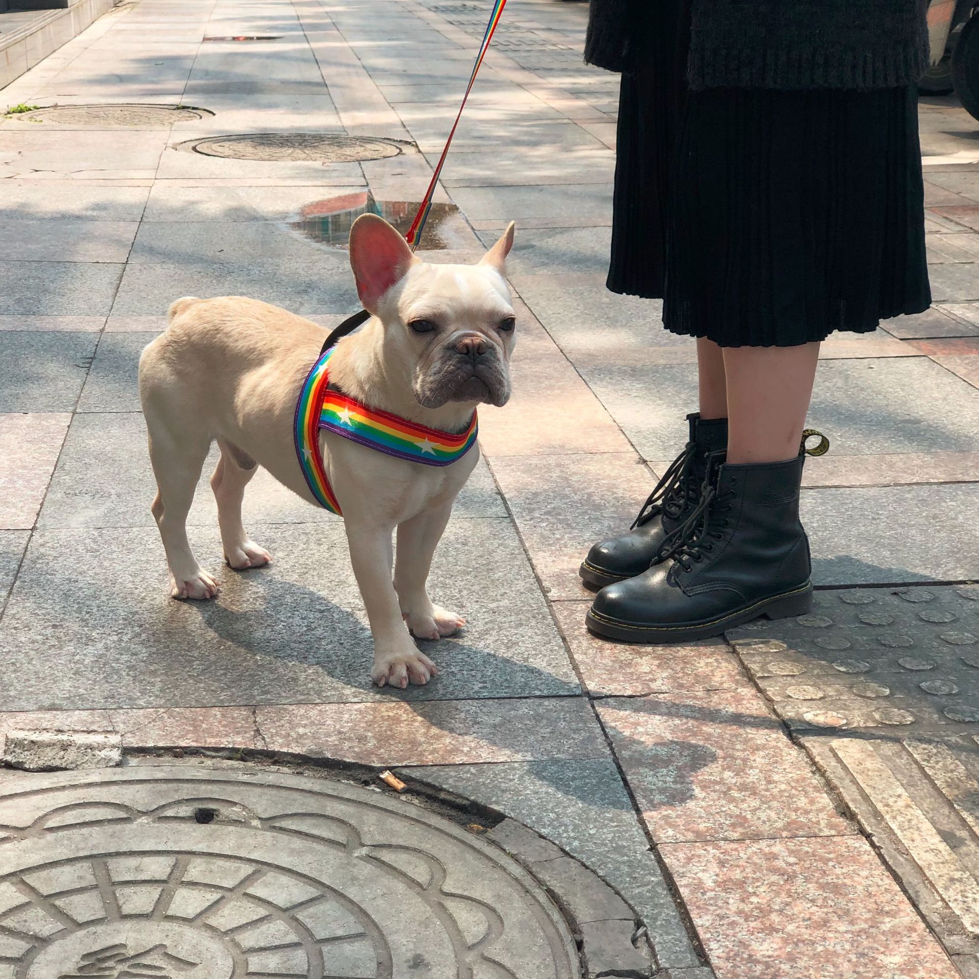 Rainbow Cool Pet Chain Leash