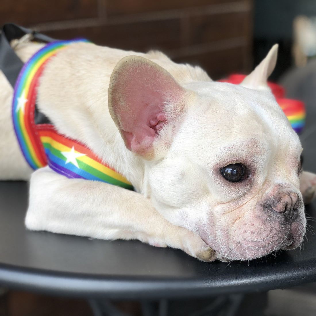 Rainbow Cool Pet Chain Leash