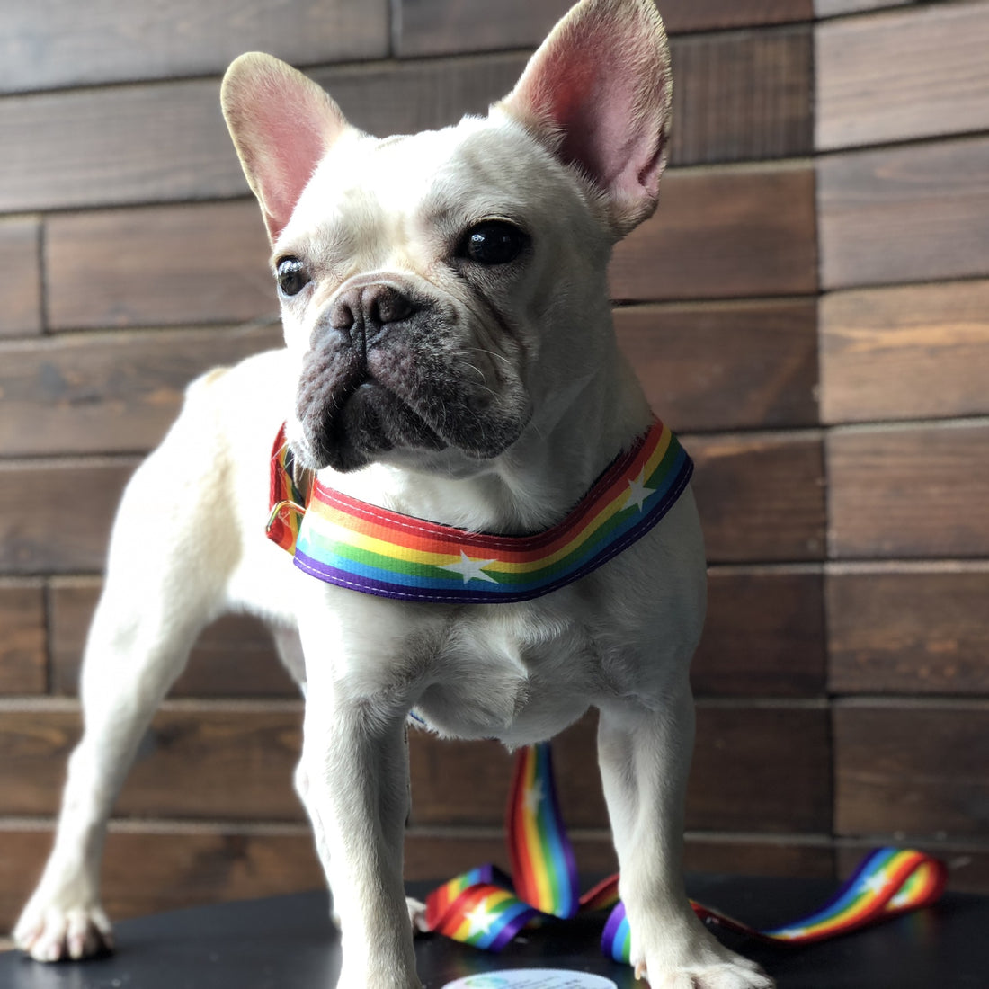 Rainbow Cool Pet Chain Leash
