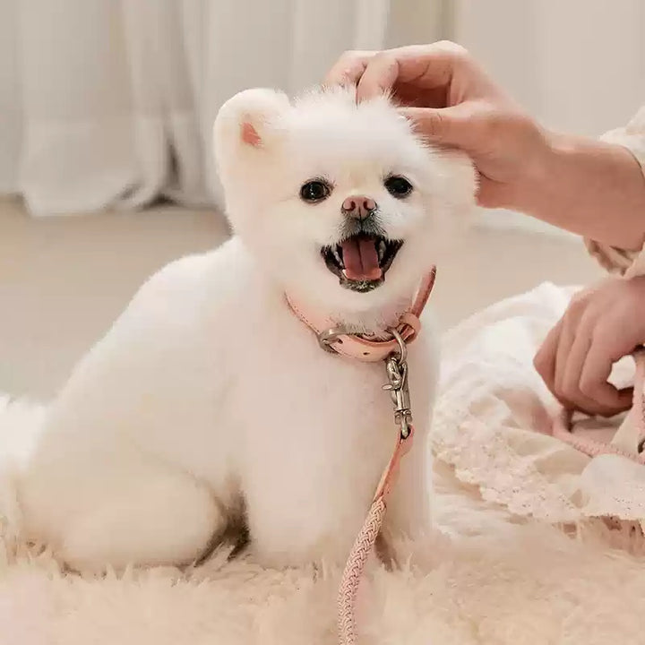 Pet Leather Handheld Rope Collar Leash For Small Medium Pets