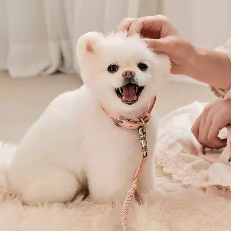 Pet Leather Handheld Rope Collar Leash For Small Medium Pets