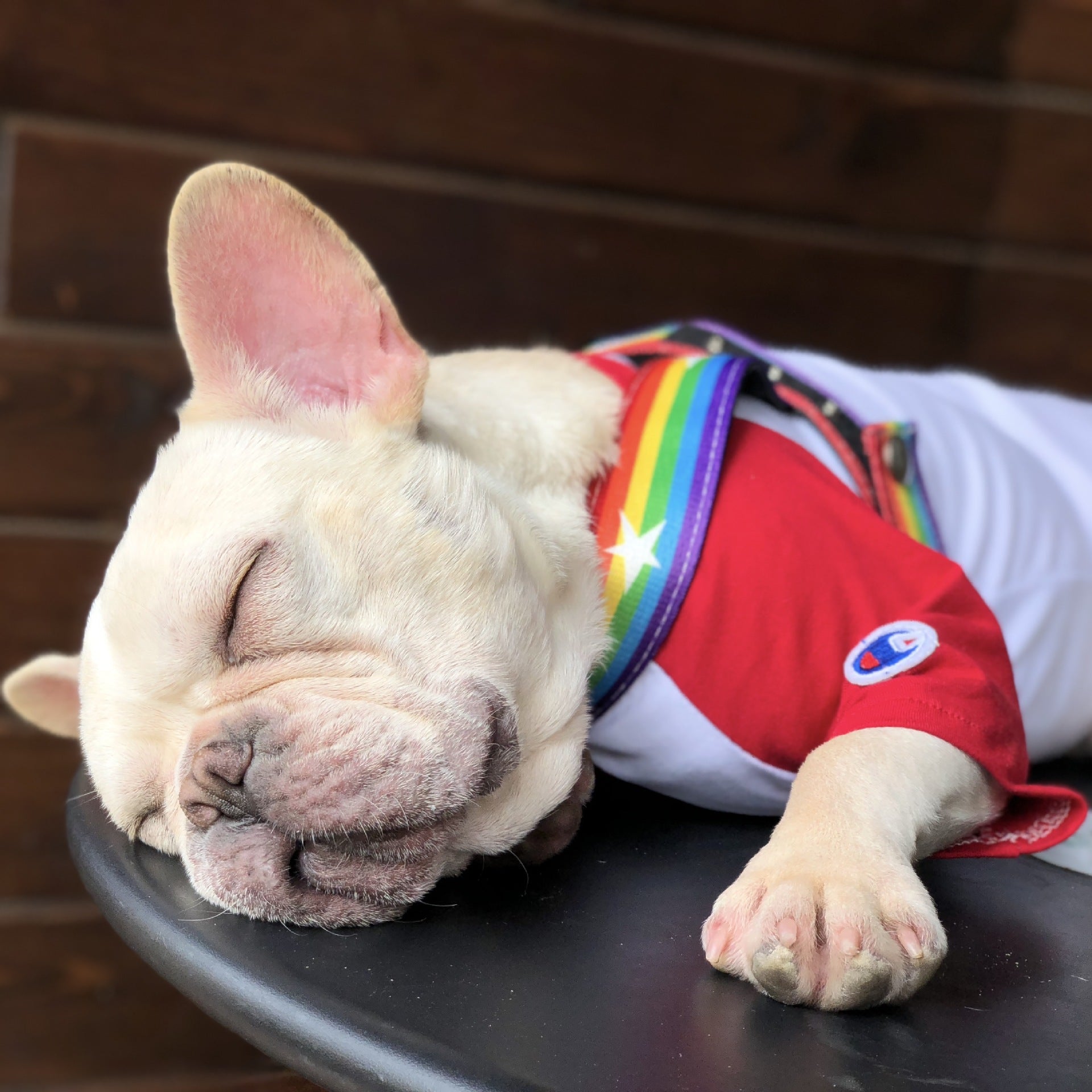 Rainbow Cool Pet Chain Leash